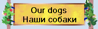 Our dogs
мЮЬХ ЯНАЮЙХ
